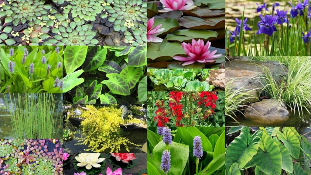 Water Lilies: A Peaceful Reflection of Nature